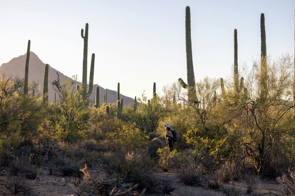 Persona caminando por un sendero entre saguaros, como ejemplo de movimiento suave al aire libre